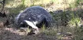 Gözleri görmeyen yaralı porsuk tedavi altına alındı