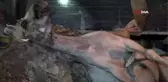 Sarıyer'de su kanalına düşen at itfaiye ekiplerinin çalışmasıyla kurtarıldı