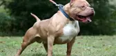 Sivas'ta 4 köpek cinsini beslemek yasaklandı
