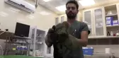Yaralı şahin, tedavi altına alındı - HATAY