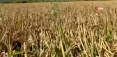 Dünyaca ünlü Gönen Baldosu'nda hasat başladı