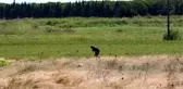 Çanakkale'de 104 yıllık kayıp Kumkale Şehitliği bulundu