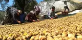 Aydın'da incir üreticisi alıcı çıkmamasından dolayı dertli