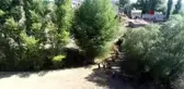 Bu kavak ağacının kovuğuna 5 kişi sığıyor