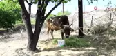 Bayburt'tan kaçan inek Gümüşhane'de bulundu