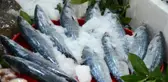 Bu sene palamut az çıkınca fiyatı 7'ye katlandı