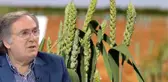Cumhurbaşkanı Başdanışmanı Saraçoğlu: Ata tohumları 2020'de ücretsiz dağıtılacak