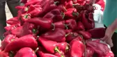 Karacabey'de 1. Harmanlı Tarım Şenliği tam not aldı