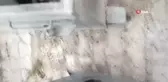 Kedilerin zehirlenerek telef edildiği iddiası