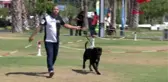 Irk köpekler, antalya'da yarışıyor