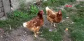 Kocaeli köpeğe ve kendine engel olmaya çalışan çocuğa taş attı