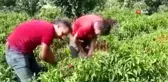 Erzincan'da kadınların turşu mesaisi başladı