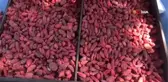 Simav'da 'Goji Berry' projesi