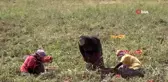 Tunceli'den Avrupa'ya kuru domates ihracatı
