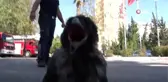 Antalya'da renkli görüntüler... Yavru karga itfaiyenin maskotu oldu