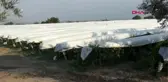 Denizli kurutmalık üzümler futbol sahasına serildi