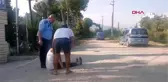 Mersin ağaçların aşırı budanmasına tepki