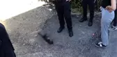 Karabük'te ayakları kesilmiş ölü kedi vatandaşları isyan ettirdi