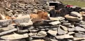 Kars'ta yaylacıların dönüş yolculuğu