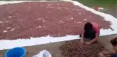 Kilometrelerce uzaktan okul harçlıklarını biriktirmek için geldiler