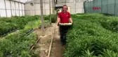 Manisa 2 yıl önce 4 fidan dikti şimdi tonlarca üretiyor