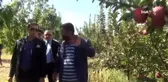 Ahlat'ta elma yetiştiriciliği