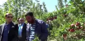 Ahlat'ta elma yetiştiriciliği yaygınlaşıyor