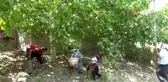 Kahramanmaraş'ta cevizde 60 bin ton rekolte bekleniyor