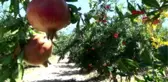 Denizli'nin hicaz narı yurt dışından büyük talep görüyor
