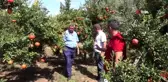 Antalya nar hasadına hazırlanıyor