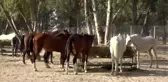 Faytona koşulan atların yeni evi Doğal Yaşam Parkı oldu