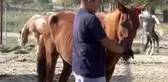 Faytonlar kaldırılmıştı, o atlar artık İzmir Doğal Yaşam Parkında