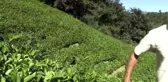 Oluk yaparak çay taşımaktan kurtuldu