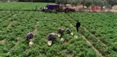 Çanakkale domatesinin kilosu 40 kuruşa düştü