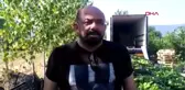 Adana kozan'da erkenci mandalina hasadı başladı