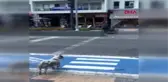 Muğla yaya kırmızıda geçti, köpek yeşil ışığı bekledi