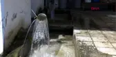 Antalya türkiye'nin ilk kitlesel üretimi yayın balıkları göllere bırakılıyor