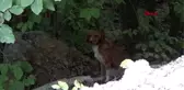 Sinop köpeklerin yaylada ölüme terk edilmesine tepkiler sürüyor