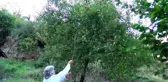 Yeni keşfedilen elma 