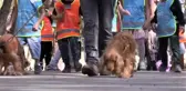 Down sendromlu çocuklara atlı terapi - KAHRAMANMARAŞ (