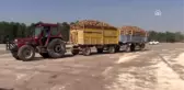 Kahramanmaraş'ta şeker pancarı alımına başlandı