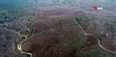 Kayın tırtılı ekosistemin bir parçası