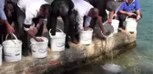 Gökova Körfezi'ne bin lahoz balığı bırakıldı