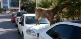 İzmir keçilerin araç üzerinde beslenme keyfi