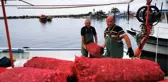 Karadenizli balıkçılar deniz salyangozuna yöneldi