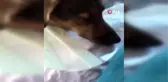 Köpeği ameliyat olan kadına belediyeden bir gün refakat izni