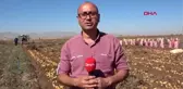 Niğde patates üreticisi tanzim satışı istiyor