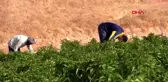 Şanlıurfa ekmeklerini 'acı'dan çıkarıyorlar
