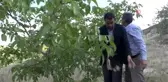 Ceviz hasadı başladı, çiftçinin yüzü güldü