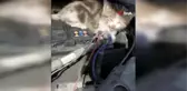 Yavru kedi aracın motoruna saklandı...Sürücü 1 kilometre sonra farketti